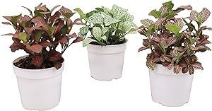 Three Fittonia Nerve Plants Colors Included Red, White and Pink Live Indoor Houseplant in Grower's Pot (Red White Pink, 4 inch)