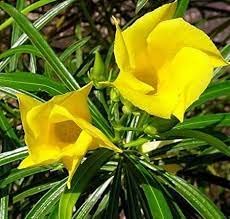 PlantaZee Imported Kaner Live Plant in Yellow Color with Pot. (B09TQWRL79) Amazon Price History, Amazon Price Tracker