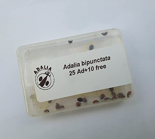35 x Live Adult Ladybirds - natural pest control