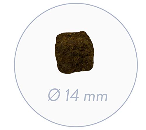 Bosch HPC Reproduction | Hundetrockenfutter für hochtragende und säugende Hündinnen | 1 x 7.5 kg (Packung mit 2)