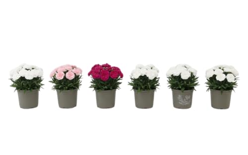 Edición Flores Frescas – Seis Claveles Naturales en Maceta | Lote de 6 Claveles Naturales DECOALIVE para Interior y Exterior