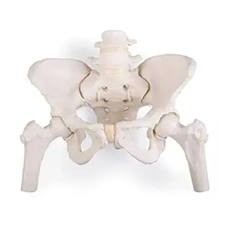 3B Scientific 1019865 Flexible Female Pelvis with Movable Femur Heads - Life Size, Bone