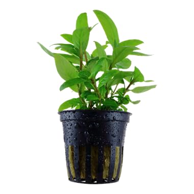 Staurogyne Repens - BUY3GET1FREE - Live Foreground Plant