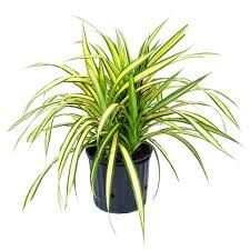 Garden Art Flowering Outdoor Live Plant For Home and Garden Decor | Pack of 1 Healthy Live Plant With Growers Pot/Bag (Pandanus) (B0B8ZHVB6S) Amazon Price History, Amazon Price Tracker