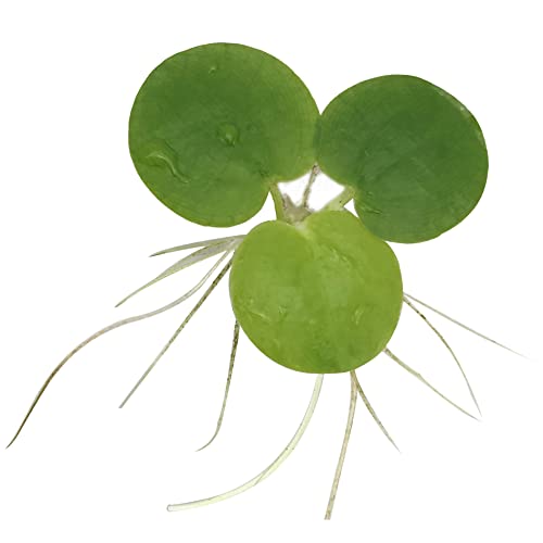 Aquarium Floating Plants Package #2, 12 Amazon Frogbit, 12 Dwarf Water Lettuce, 12 Water Spangles...