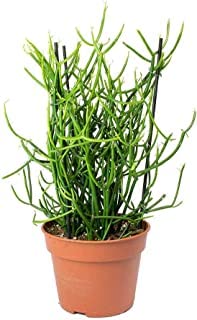 Guruji Plantation Pencil Cactus Plant Indoor Plant For Home and Garden with Pot (Pack of 1) (Green)
