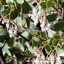25pcs White Leaf Manzanita Plant Seeds