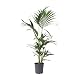 Plant in a Box Kentia Farn-Palme