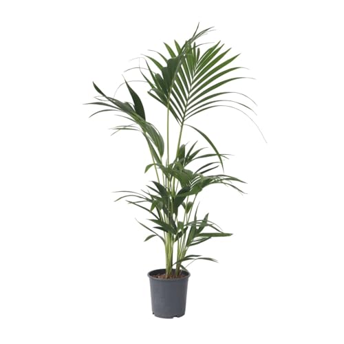 Plant in a Box - Howea forsteriana - Kentia Farn-Palme - Zimmerpflanze - Immergrün - Topf 18cm - Höhe 90-100cm
