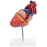 Sections pédagogiques claires : chaque partie du cube d’étude d’anatomie humaine est distincte, ce qui facilite l’enseignement des leçons sur le modèle cardiaque et l’exploration détaillée de ce modèle anatomique. modèle d’anatomie du cœur, modèle d’anatomie du cœur destiné aux étudiants en médecine