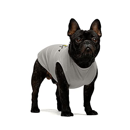 Fitwarm Stop Slow Go Funny Dog Clothes, Striped Dog Shirt For Small Dogs Boy, Pet Outfit, Cat Summer Tshirt, 100% Breathable Cotton, Grey, Rainbow, Xs #TOP6