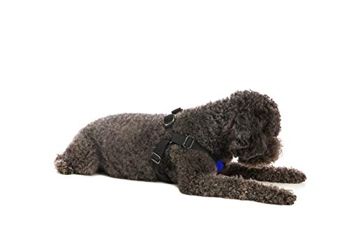 Gooby Comfort X Step-in-Geschirr, Erstickungsfrei, kleines Hundegeschirr mit Mikro-Wildlederbesatz und patentiertem X-Rahmen, Blau, Größe XL