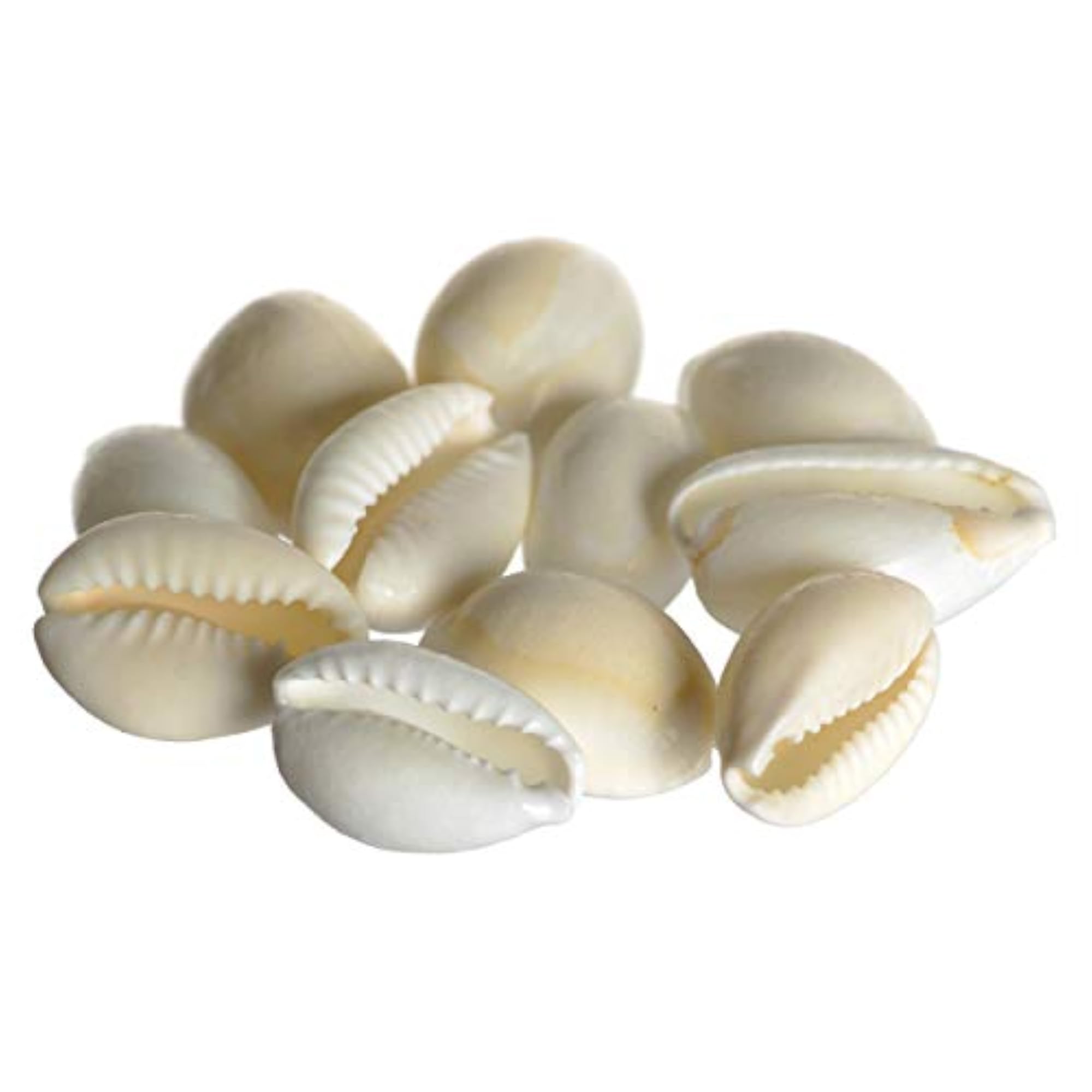 White Natural Shells for Vastu Wealth