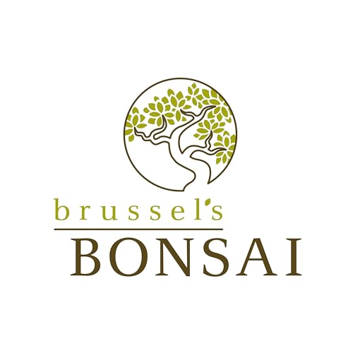 Brussel'S Bonsai DT9016DJ Live Dwarf Jade Bonsai Tree, Indoor thumb #6