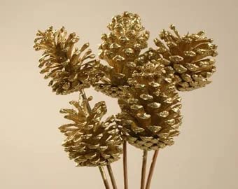 Dried Strobus Pine Cone on Stems / Dried Pine Cone on Stems Bunch of 5pcs popularly Used for Home Decor and Filling Vase / Golden Color