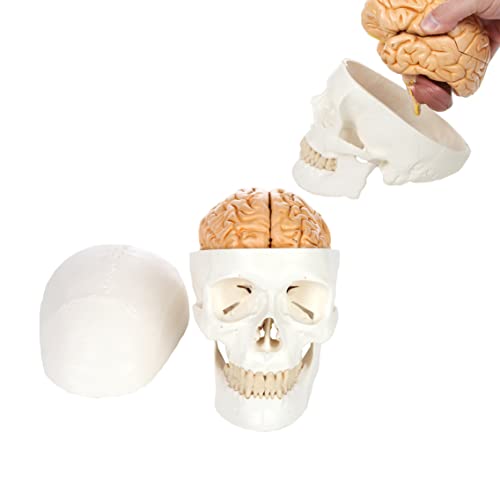 Modèle de crâne humain pour comprendre l'anatomie grâce au cerveau amovible 8 pièces