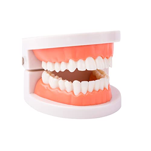 Dental Teeth Model, Standard Teeth Model, Denture Mouth Model Demonstration for Kids Dental Teaching Study Supplies