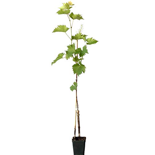 Müllers Lakemont pilzfeste Weinrebe