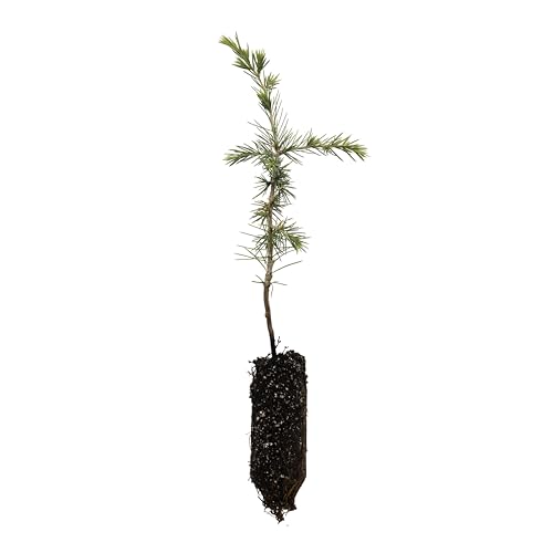 Atlas Cedar | Medium Tree Seedling | The Jonsteen Company