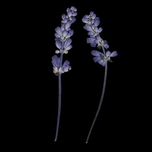 10 piezas flores secas prensadas naturales lila para decoración miniatura 2