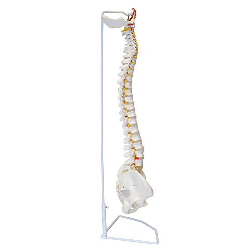 Monmed Life Size Vertebral Column Model With Spinal Nerves, Skull Base, And Pelvis – Flexible Spine Model With Stand #TOP1