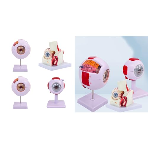 Modèle d'anatomie du globe oculaire humain 6x avec membrane triple couche