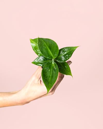 Platanera Musa | Mini Plantas Naturales Interior | Pur Plant