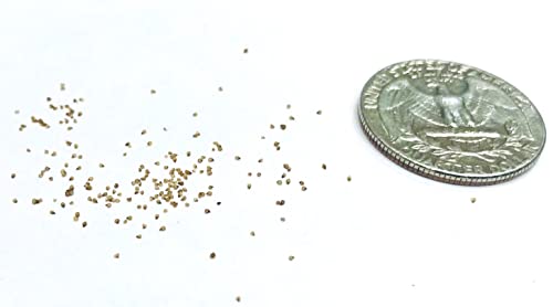 Lithops Seed Mix Freshly Harvest Pack of 50 Seeds Mix