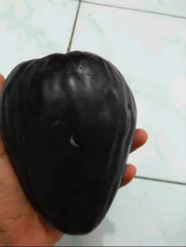 Image of Hybrid KG10 Thai King Size Jamun Plant Pack of 1 | Kg 10 Jumbo Jam Grafted Live Plant, Thai Variety Black Jamun Fruit Tree for Home Garden Planting | KJ4