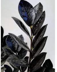 greEen Earth HEALTHY Live Zamia BLACK ZZ RAVEN Plant (Small) (B0CQTLJ1MW) Amazon Price History, Amazon Price Tracker