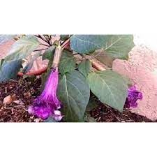 Kala dhatura plant without pot (pack of 2)