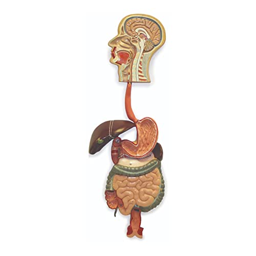 Walter Products B10420 Digestive System Model, Life Size