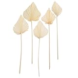 CVUTOVO 5 Stück Getrocknete Palmblatt Fächer Natürliche Trockenpflanzen Wanddekoration Weißes Palmblatt Ornament für Hochzeiten Valentinstag und Wohnraumgestaltung