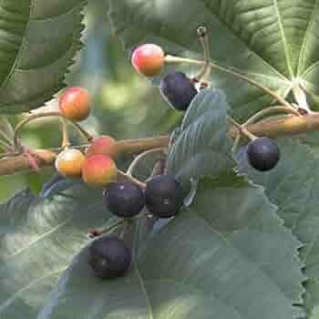 Image of BIGREEN ZENEBULLA Hybrid Healthy Falsa Fruit Plant with Pot | Live Falsa Plant for Home Garden Terrace Balcony | Fast Growing Fruit Plant for Outdoor & Indoor Gardening | Ready to Grow Sapling