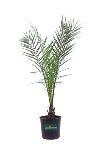Pianta di Palma delle Canarie Pianta di Phoenix Canariensis palma in vaso pianta ornamentale pianta vera Palrma da esterno venduta da eGarden.store