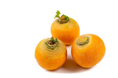 400 Graine Graines - Semences - Navet Boule d'or - Fruit Légume Jardin - JAUNE - 226