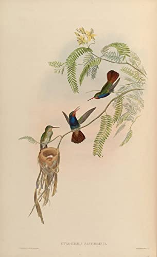Art mural oiseau Hylocharis Sapphirina John Gould vintage