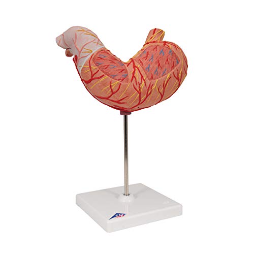 Image of 3B Scientific K15 Stomach Model - 3B Smart Anatomy