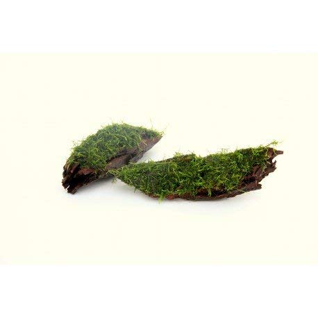 Vesicularia Dubyana Mousse de Java sur bois 20 cm Plante d'aquarium