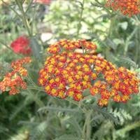 6 x Achillea millefolium 'Walter Funcke' Yarrow Cottage Garden Perennial Plug Plants