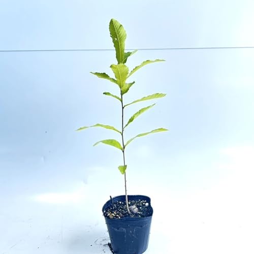 クヌギ 樹高0.3m前後 10.5cmポット 【 単 品 】 くぬぎ 橡 櫟 椚 苗 植木 苗木 庭 生垣 山林苗 目隠しのサムネイル