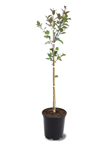 Profusion Crabapple Tree, Pink Flowering, Ornamental Value, Hardy, 2-3 feet Tree Height, 1 gal. Nursery Pot (Due to Agricultural Laws, we Cannot Ship to CA, AZ, AK, or HI)