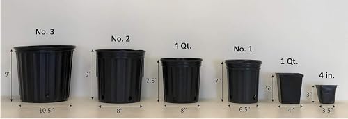 Perennial Farm Marketplace Juncus effusus (Common Soft Rush) Ornamental Grass, Size-#1 Container, Rich Green Foliage