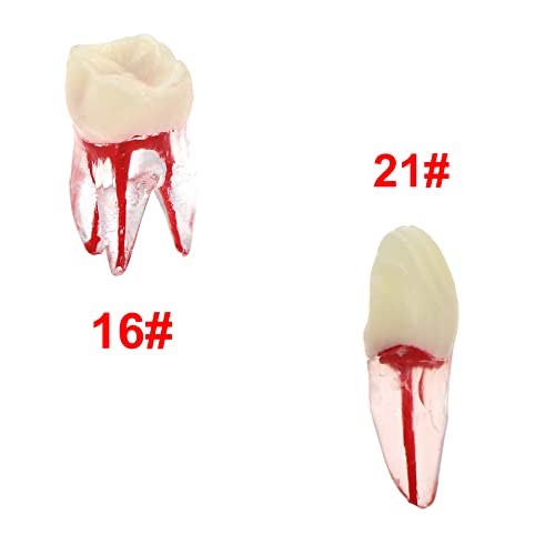 Debksgeoti DEBKSGEOTI-M8007-10 10Pcs Dental Root Canal Pulp Cavity Rct Practice Endodontic Teeth Model Typodont Study Teach M8007-Kit thumb #3