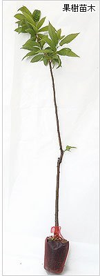 Amazon.co.jp: 栗の苗木 丹沢の苗木 13.5cmポット苗 接木1年生 : DIY 