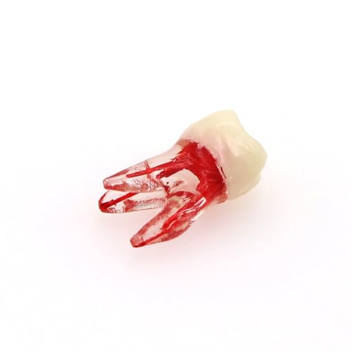 Ningfan M8008-36# Dental Endodontic Root Canal Teeth Modle thumb #4