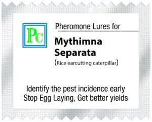 Replacement Lures for mythimna separata (Rice Ear Cutting Caterpillar) - 10pack Recommended for (Sorghum, Maize, Khabbal Grass, Gram, Rice, and Sugarcane) Note : Lure Works for 30-45days-image-20
