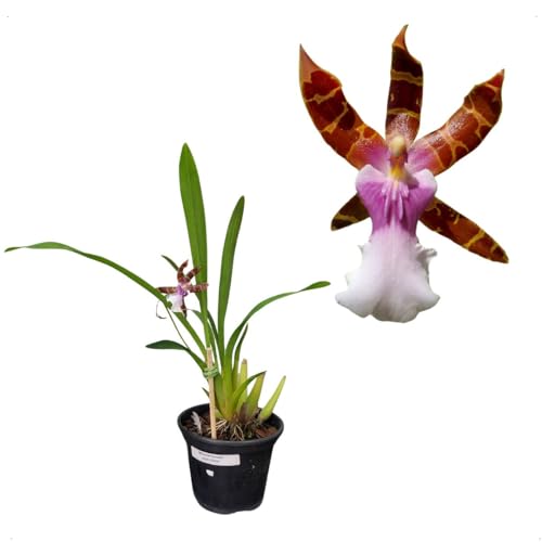 Orquídea Miltonia Clowesii Planta Adulto Flor Amarelo-marrom