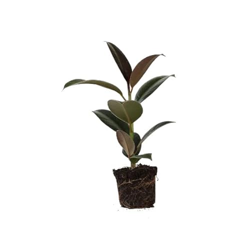 Ficus Elastica Abidjan Natural Árbol Decorativo de Interior o Exterior