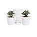 DODXIAOBEUL Round Succulents Plant Pots Drainage Hole, Set of 40 Mini Plant Pots 2.5" Wx2.25 H,Perfect for Plant Seeds,Seedling Nursery Transplanting Planter Container(White-40)